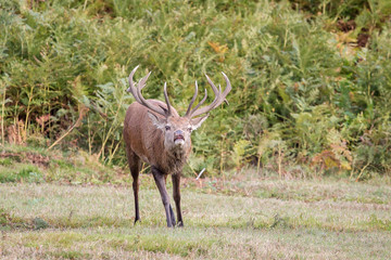 Red Deer Stag