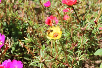 bee and flowers