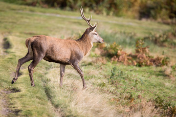 Red Deer Stag