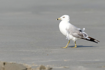 Lone seagull walking on the beach on the sand