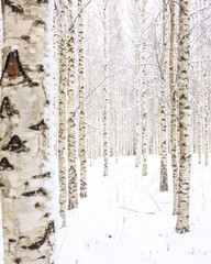 Scandinavian winter scenery in birch woods.