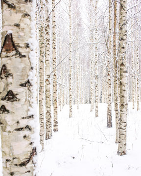 Fototapeta Scandinavian winter scenery in birch woods.