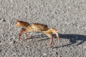 Crab on the street