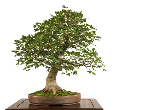 Felsen-Ahorn (Acer monspessulanum) als Bonsai Baum