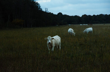 White young cows by late evening