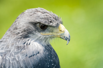 Portrait de buse du Chili