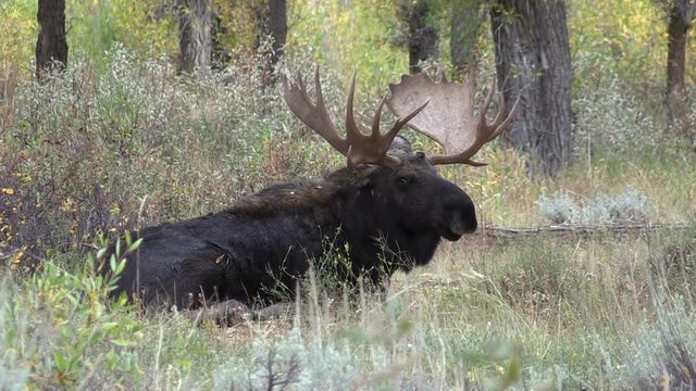 Bull Moose Bedded in Fall