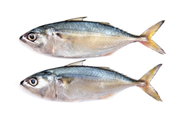 Fresh mackerel isolated on white background.Fresh mackerel fish