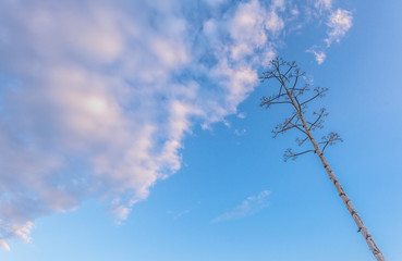 1 tree blue sky