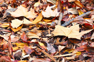 autumn leaves