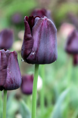tulipan - Tulipa sylvestris
