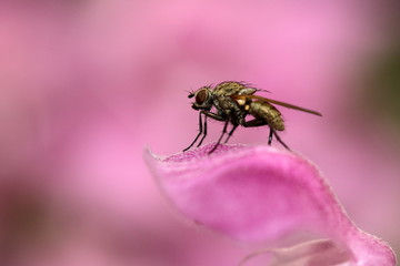 Macro shot of a fly sitting on a pink flower petal.