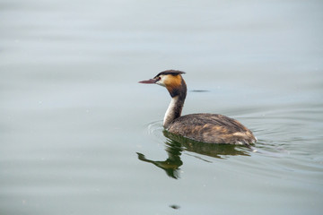 Great crested grebe - Podiceps cristatus