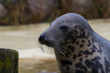 Fototapeta premium Seehunde und Robben
