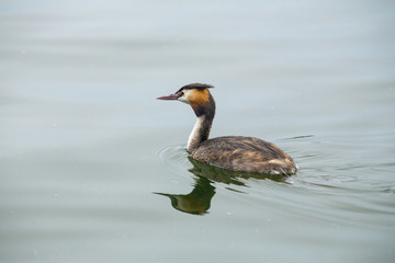 Great crested grebe - Podiceps cristatus