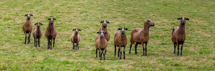 Obraz premium Group of curious goats