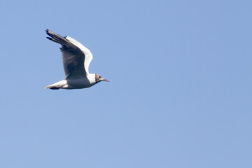 Gull - Larus