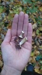 Осенние грибы опята