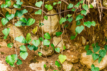 Steep rocky wall covered with branches and leaves front view.