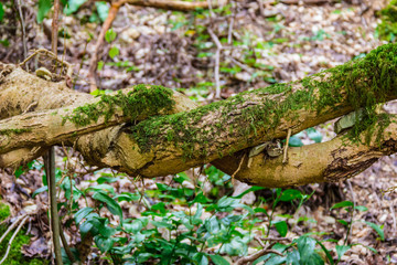 Two twisted tree branches on the background of grass and ground.