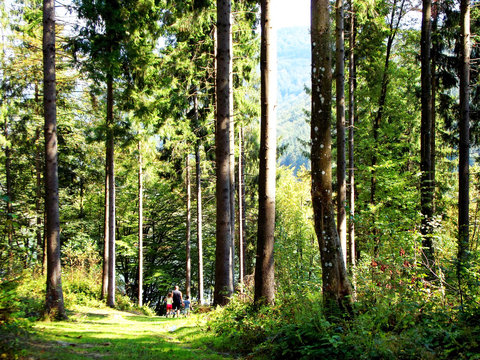 Fototapeta old spruce in coniferous forest. Transcarpathian