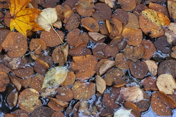 雨に濡れた森の落ち葉