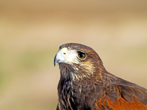Parabuteo unicinctus - Portrait of Harris falcon on a fair falco