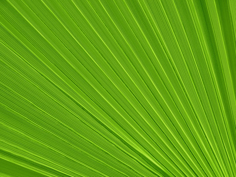 Tropical plant leaf closeup