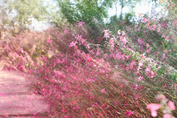 double exposure of flower field bloom, abstract photo