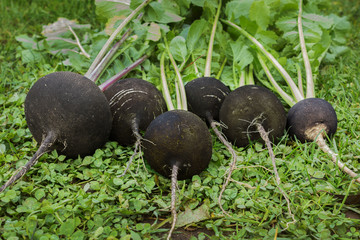 Black radish reaches maturity in October. Valuable root vegetables
