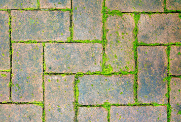 Bricks with moss on floor texture background