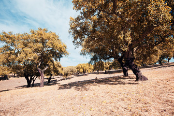 Fototapeta premium Landescape of Alentejo