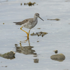 Greater yellowlegs wading in New England