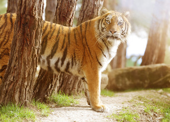 Tiger looking at camera.