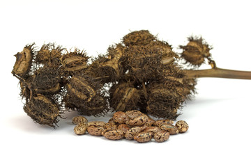 Wunderbaum, Ricinus communis, Samen