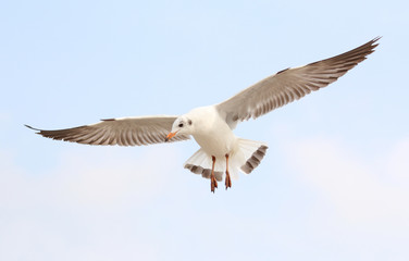 Fototapeta premium Seagulls fly in the sky at Bang Pu,Thailand.