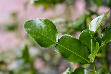 kaffir lime leaves