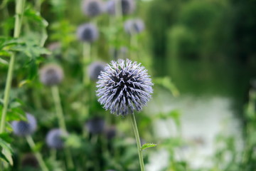 The Beautiful purple Globe Thistle also known as Echinops
