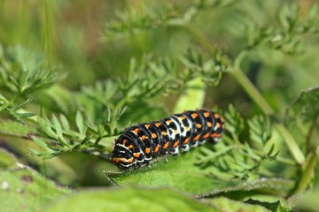Jungraupe des Schwalbenschwanzes (Papilio machaon) 