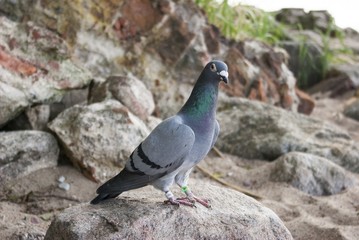Pigeon
