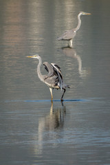 2 Grey Herons in shallow reflecting water