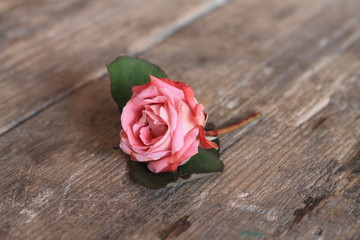 One red rose flower on wooden table