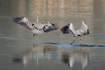 2 grey Herons having a dispute
