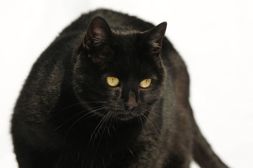 black cat on white