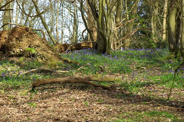 A woodland scene with old fallen trees