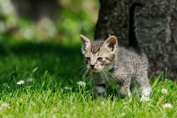 Naklejka na ściany i meble gray kitten running on meadow