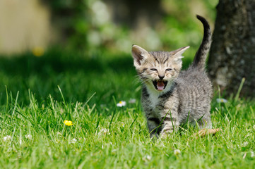 gray kitten standing on meadow and meow - 124452189
