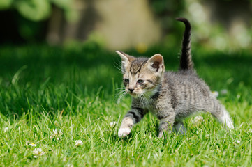 Naklejka premium gray kitten running on meadow