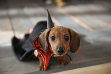 Dachshund puppy in haloween costume