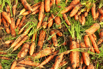 Dirty carrots from the garden